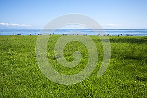 Picnic grounds in grassy field at the ocean