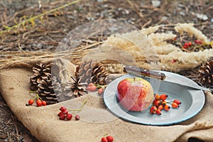 Picnic in a pine forest. A metal vintage bowl with an apple, rose berries and a knife on a village tablecloth