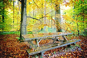 Picnic place in autumn forest