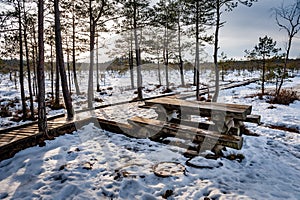 Picnic place on the typical bog landscape at sunny winter day.