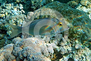 Picnic sea bream fish,Red sea ,Egypt