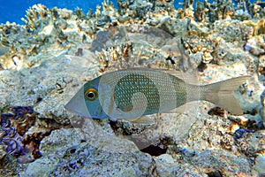 Picnic sea bream fish,Red sea ,Egypt