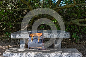 A picnic spot in the woods among the trees, the traveler& x27;s backpack stands on a bench.