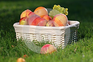 Picnic still-life