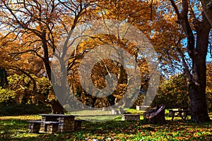 Picnic table covered with leaves in the forest