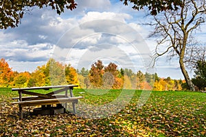 Picnic Table in a Field Covered with Fallen Autumn Leaves