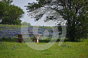 Picnic Table in the fields of Ennis Texas April 2018