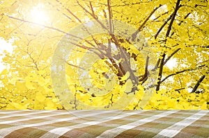 Picnic table and fully yellow of Ginkgo autumn leaves.