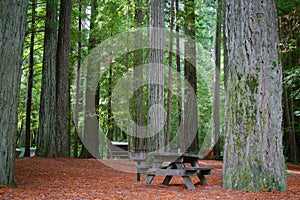 Picnic Table in Redwood Forest
