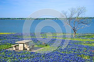 Picnic table surrounded by Texas Bluebonnets photo