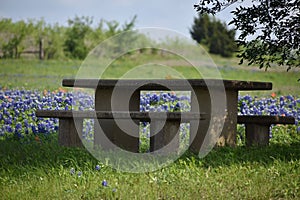 Picnic Table surrounded by Texas Blue Bonnets