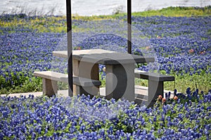 Picnic Table surrounded by Texas Blue Bonnets
