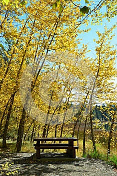 Picnic table under autumn foliage