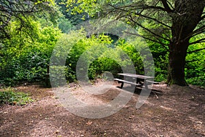 Picnic table under a large cypress tree