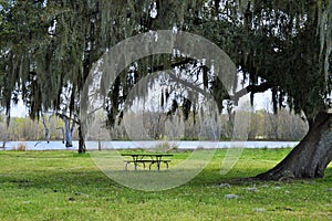 Picnic table under a large tree