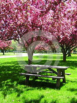 Picnic Table under Pink Flowering Trees