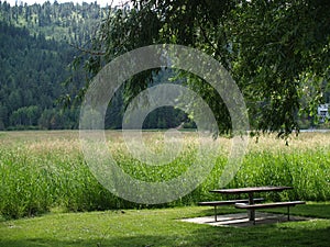 Picnic Table Under a Shade Tree