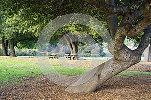 Picnic tables located under old live oak trees, Rancho San Antonio County Park, south San Francisco bay, Cupertino, California