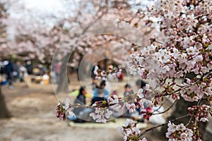 Picnic under cherry trees or Hanami at Matsumoto