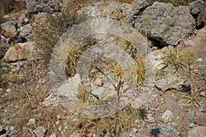 Picnomon acarna blooms with purple flowers in August. Rhodes Island, Greece