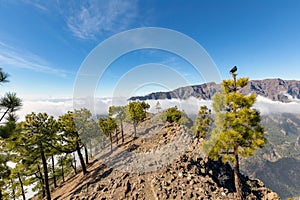 Pico Bejenado on the island of La Palma (Canaries, Spain) photo