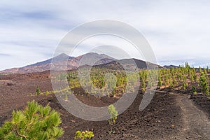 majestic volcano Teide Tenerife, view nearby from Mirador de Samara, Canary Islands photo