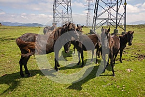 Pico Gallo, Tineo, Asturias, Spain. Herd of wild ponies called `Asturcones` resting beside huge electric posts on a green meadow.