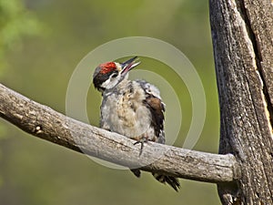 Pico picapinos (Dendrocopos major)