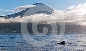 Pico pilot whale photo