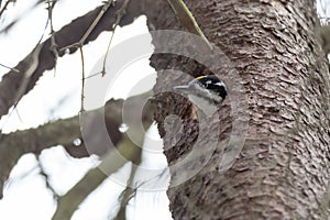 Picoides tridactylus , Three-toed Woodpecker.