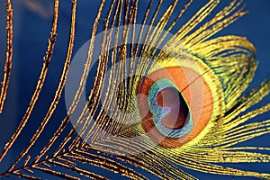 Picok Feather on BluePurpule