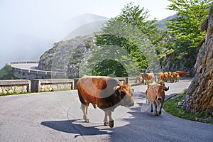 Picos de Europa in Asturias cows on the road Spain