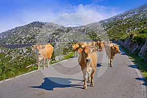 Picos de Europa in Asturias cows on the road Spain photo