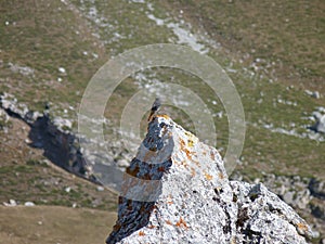 Picos de Europa: Black Redstart near Aliva