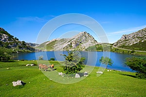 Picos de Europa Enol lake in Asturias Spain photo