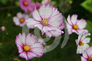 Picotee Cosmos blooming in summer garden