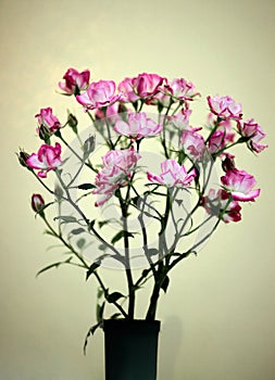 Picotee rose in bloom