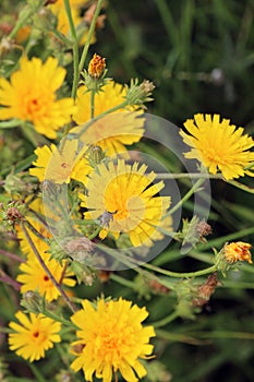 Picris hieracioides grows in the field like a weed