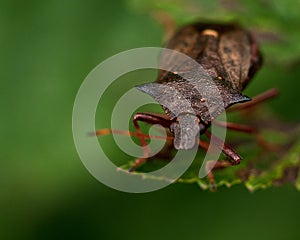 Picromerus bidens spiked shieldbug