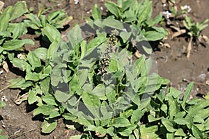 Picrorhiza kurroa, locally kutki in Himalayan region