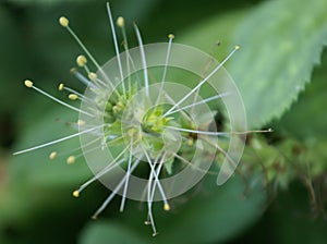 Picrorhiza kurroa, locally kutki in Himalayan region