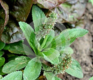 Picrorhiza kurroa, locally kutki in Himalayan region