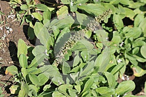 Picrorhiza kurroa, locally kutki in Himalayan region