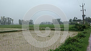 The Raine day with edge field of nice. photo