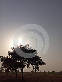 Pics is tree and sun