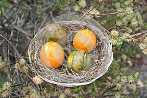 An easter nest with easter eggs