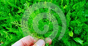 green fresh yarrow herbs from garden for medicinal purpose photo