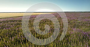 Pictorial green meadow blooms with purple flowers upper