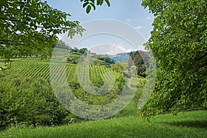 Pictorial green summer landscape spiez, switzerland, with vineyard and orchard