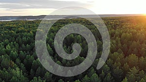 Pictorial green thick forest trees against river on horizon